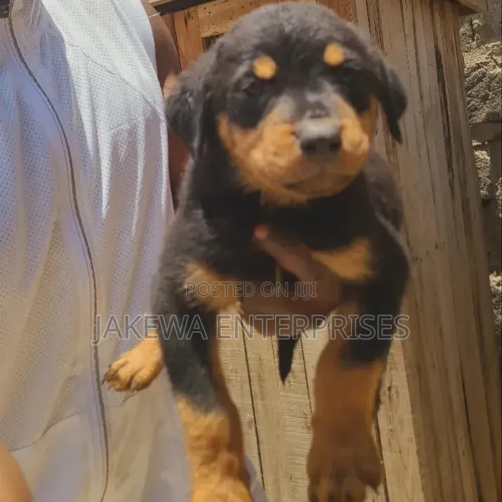 1-3 months Female Purebred Rottweiler