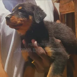 1-3 months Male Purebred Rottweiler
