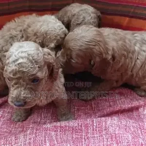 1-3 months Male Purebred Poodle