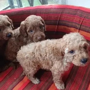 1-3 months Male Purebred Poodle