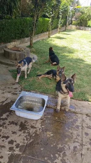 3-6 months Male Purebred German Shepherd