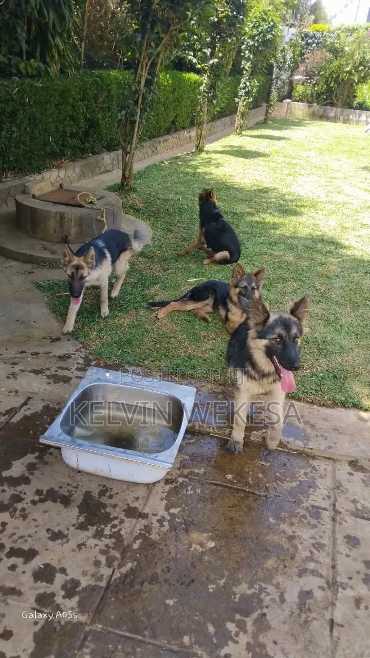 3-6 months Male Purebred German Shepherd