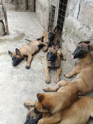 1-3 months Male Purebred Belgian Malinois