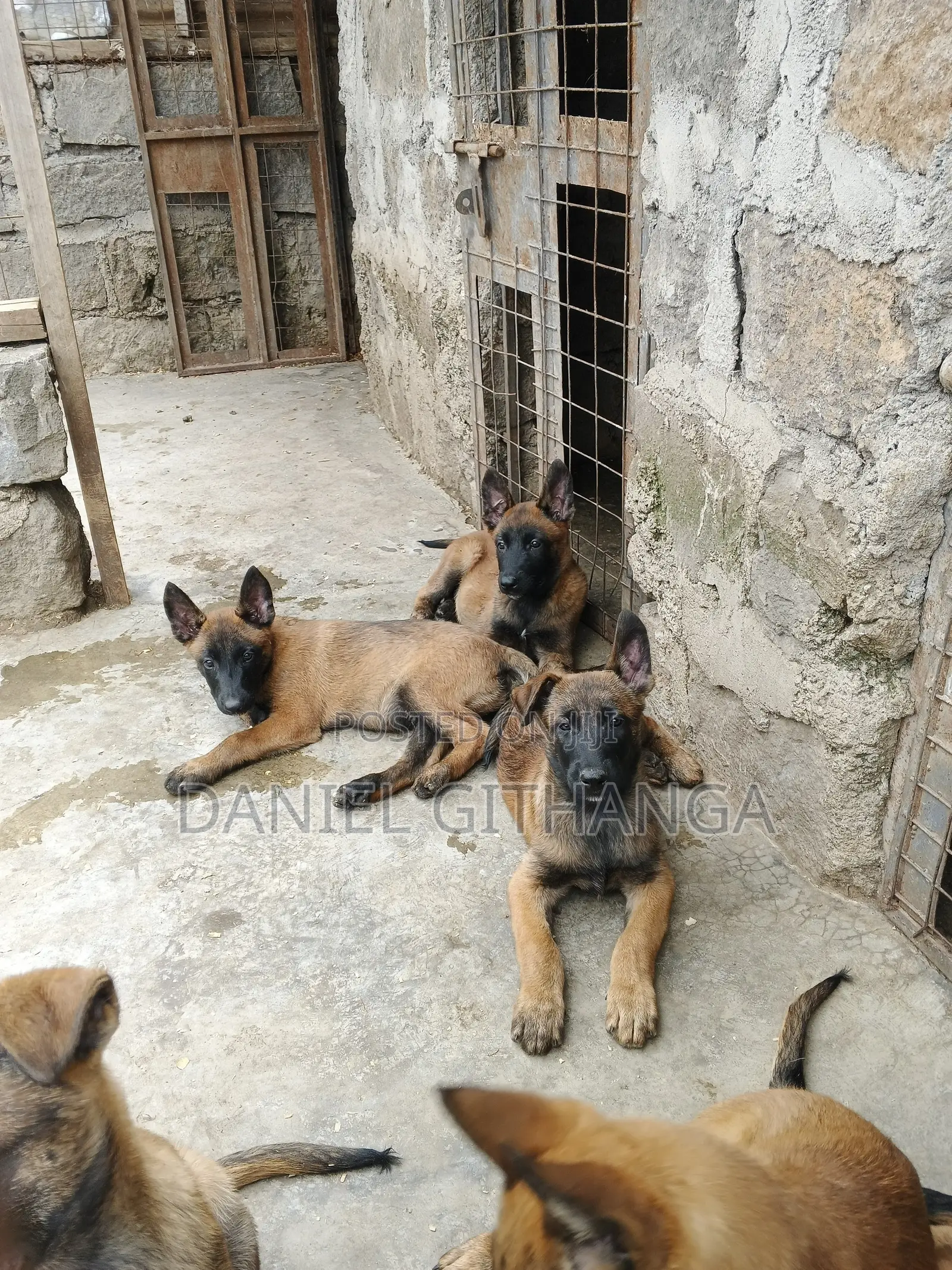 1-3 months Male Purebred Belgian Malinois