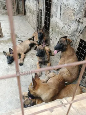 1-3 months Male Purebred Belgian Malinois