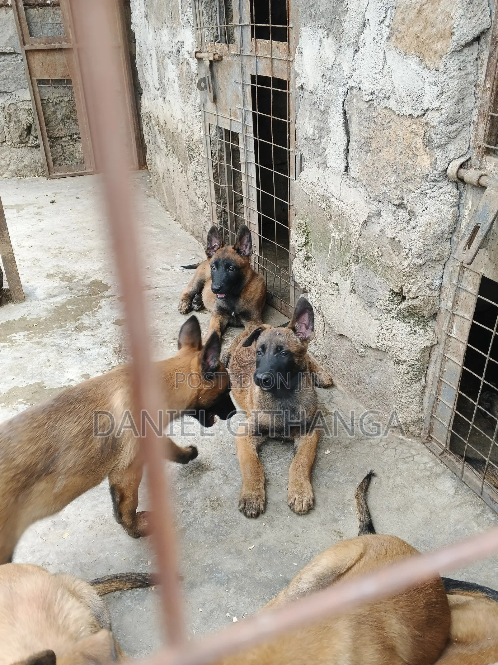 1-3 months Male Purebred Belgian Malinois