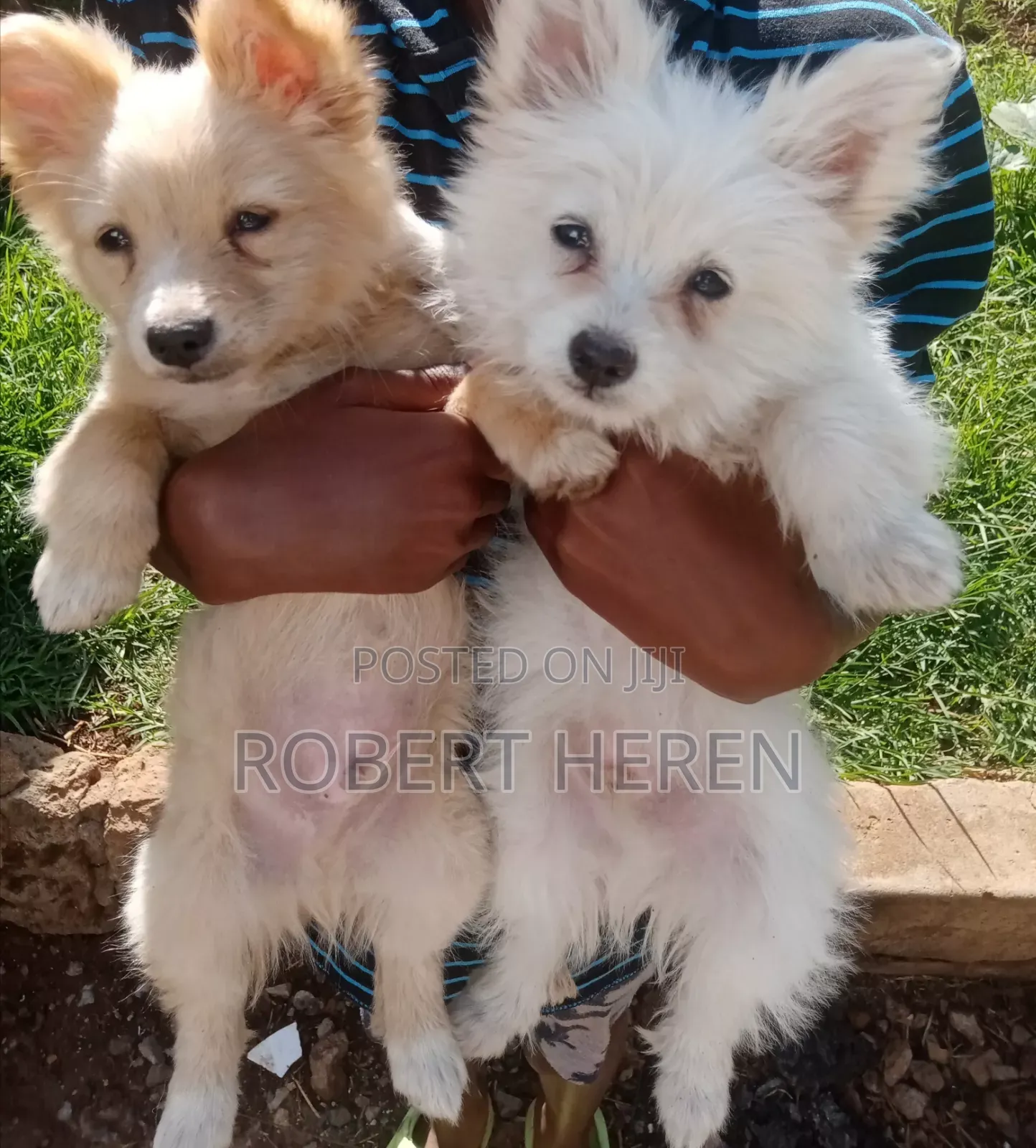 3-6 months Male Purebred Chihuahua