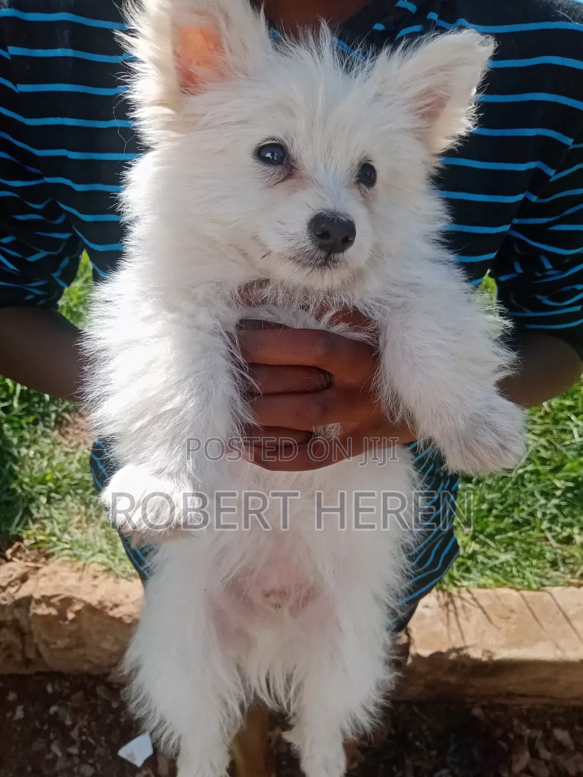 3-6 months Male Purebred Chihuahua