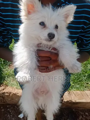 3-6 months Male Purebred Chihuahua