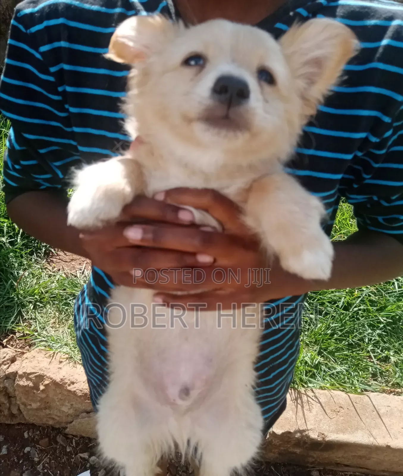 3-6 months Male Purebred Chihuahua