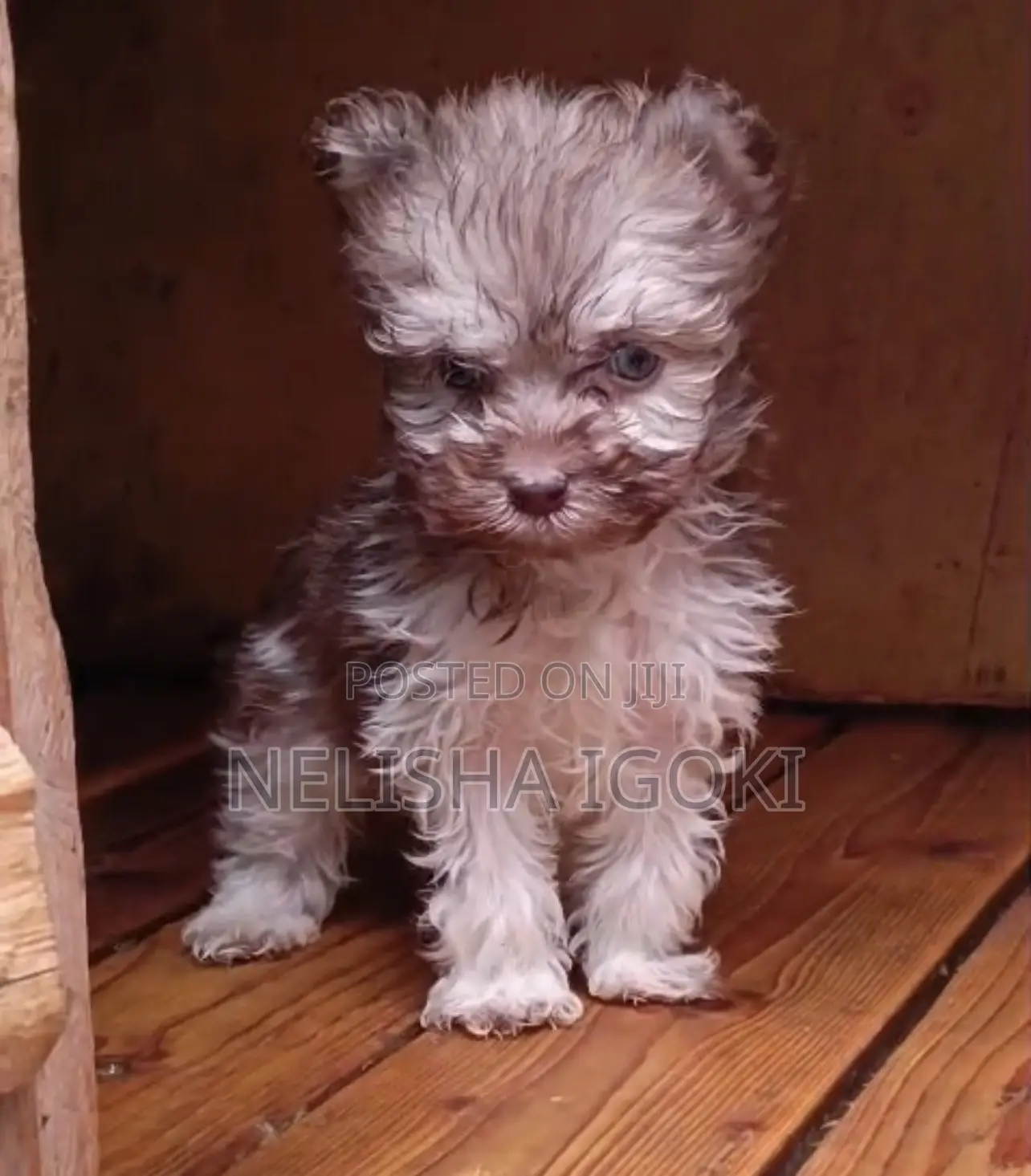 1-3 months Male Purebred Havanese