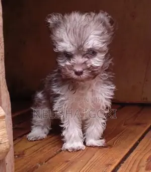1-3 months Male Purebred Havanese