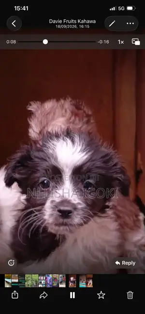1-3 months Male Purebred Havanese