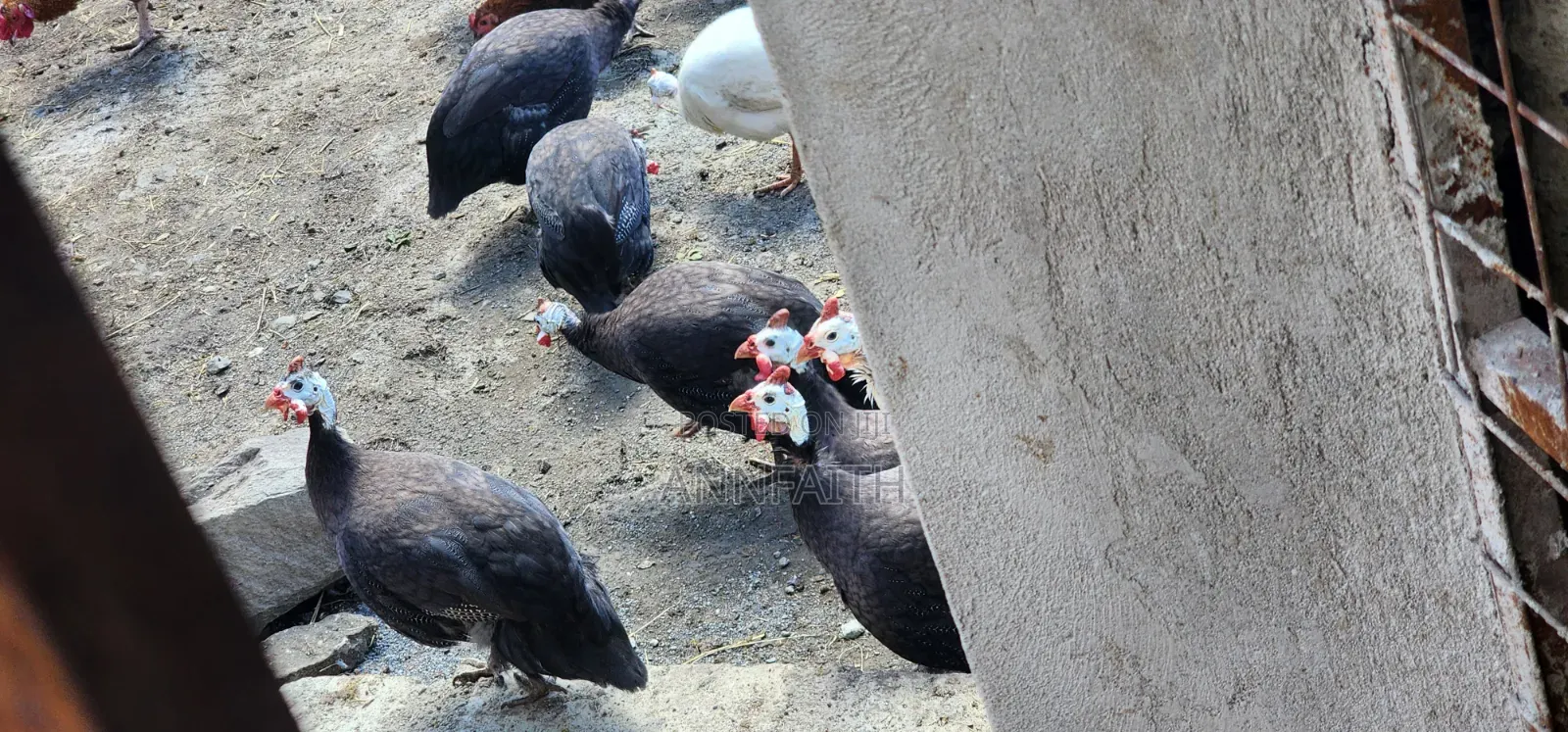 Roya Purple Guinea Fowls