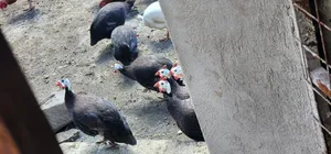 Roya Purple Guinea Fowls