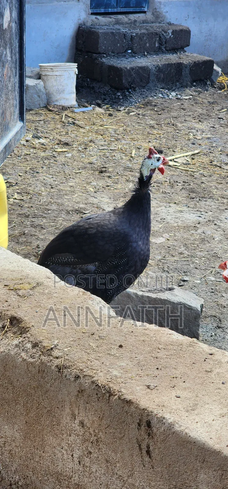 Roya Purple Guinea Fowls