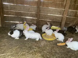 Rabbits Chinchillas New Zealand White Dutch California White Havana