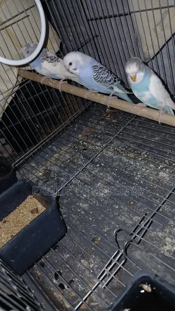 Torqoise Budgies