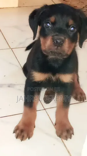 1-3 months Male Purebred Rottweiler