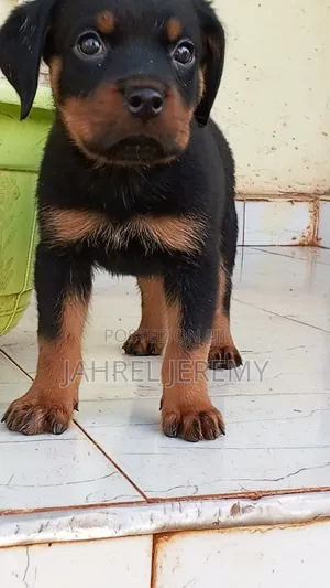 1-3 months Male Purebred Rottweiler