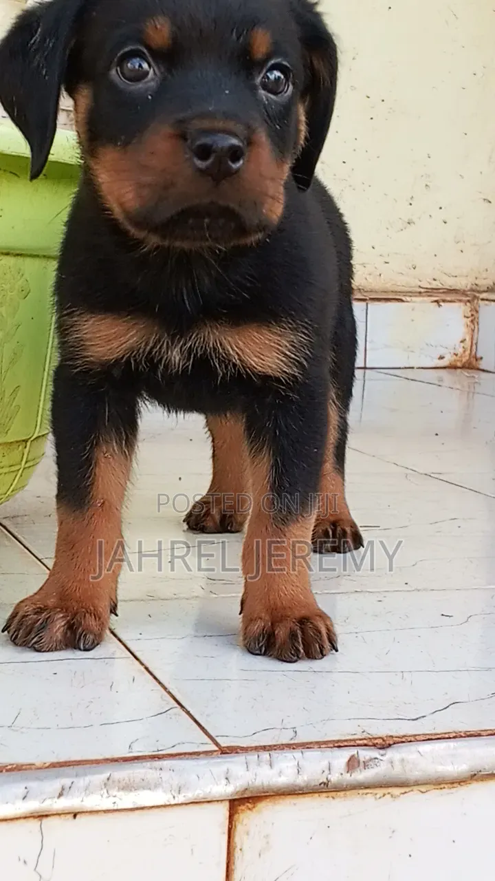 1-3 months Male Purebred Rottweiler