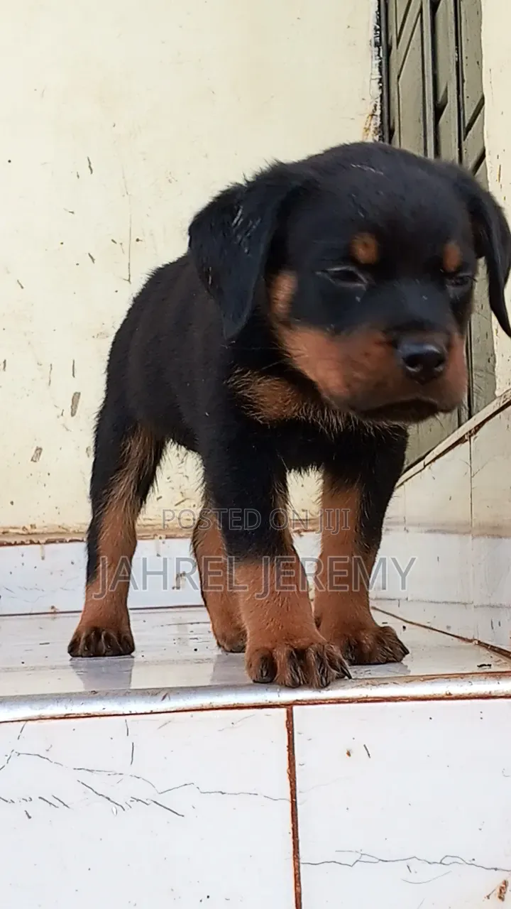 1-3 months Male Purebred Rottweiler