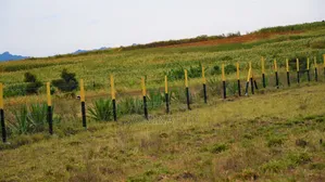 Oasis Garden Golimba.