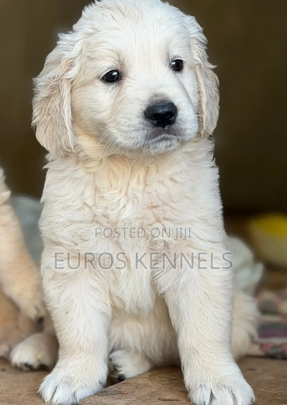 1-3 months Male Purebred Golden Retriever