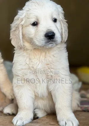 1-3 months Male Purebred Golden Retriever