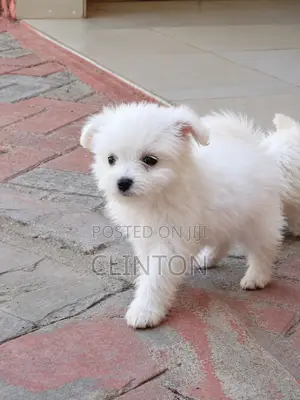 1-3 months Male Purebred Chihuahua