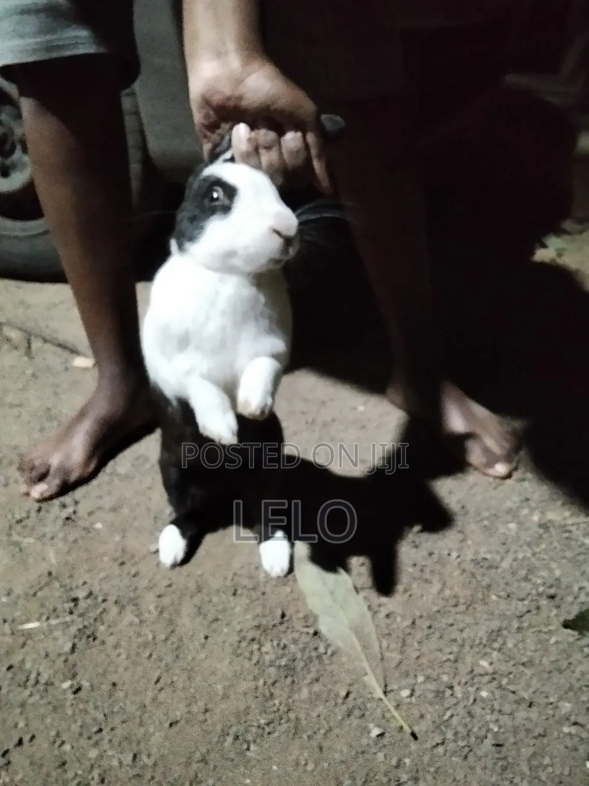 Pure Dutch Rabbit Healthy Ready for Breeding Pet