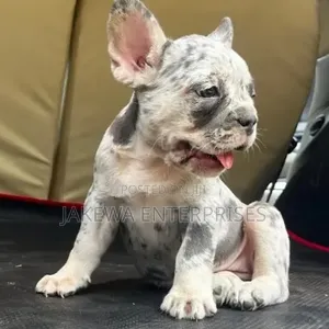 1-3 months Male Purebred French Bulldog