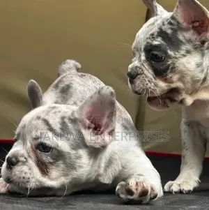 1-3 months Female Purebred French Bulldog