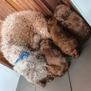 1-3 months Male Purebred Poodle