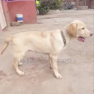 3-6 months Male Purebred Labrador Retriever