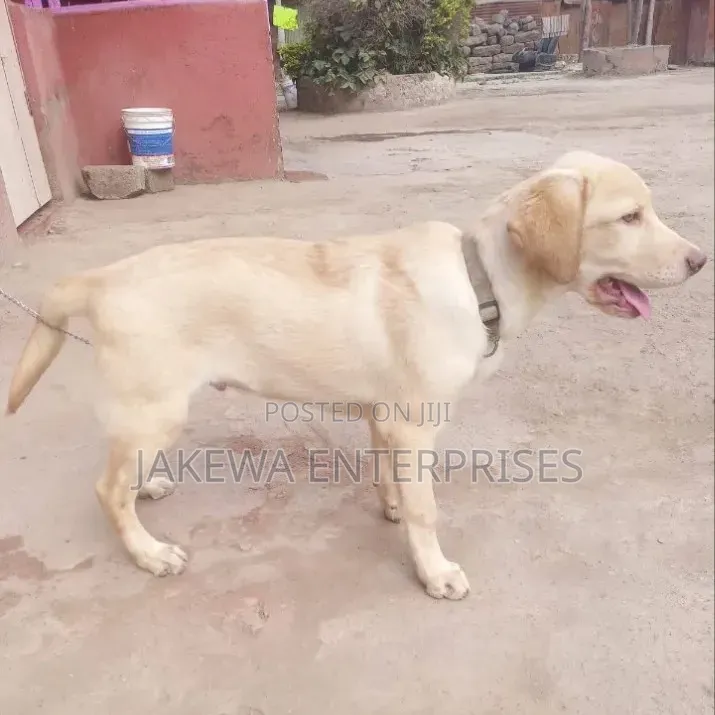 3-6 months Male Purebred Labrador Retriever