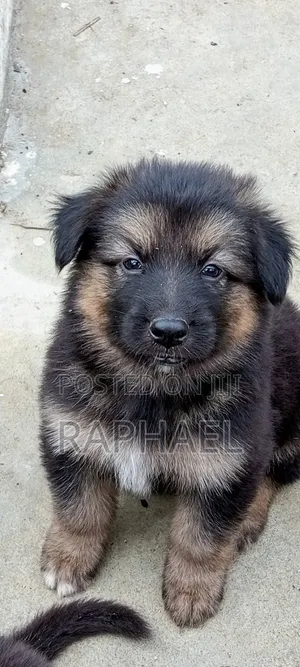1-3 months Male Purebred German Shepherd