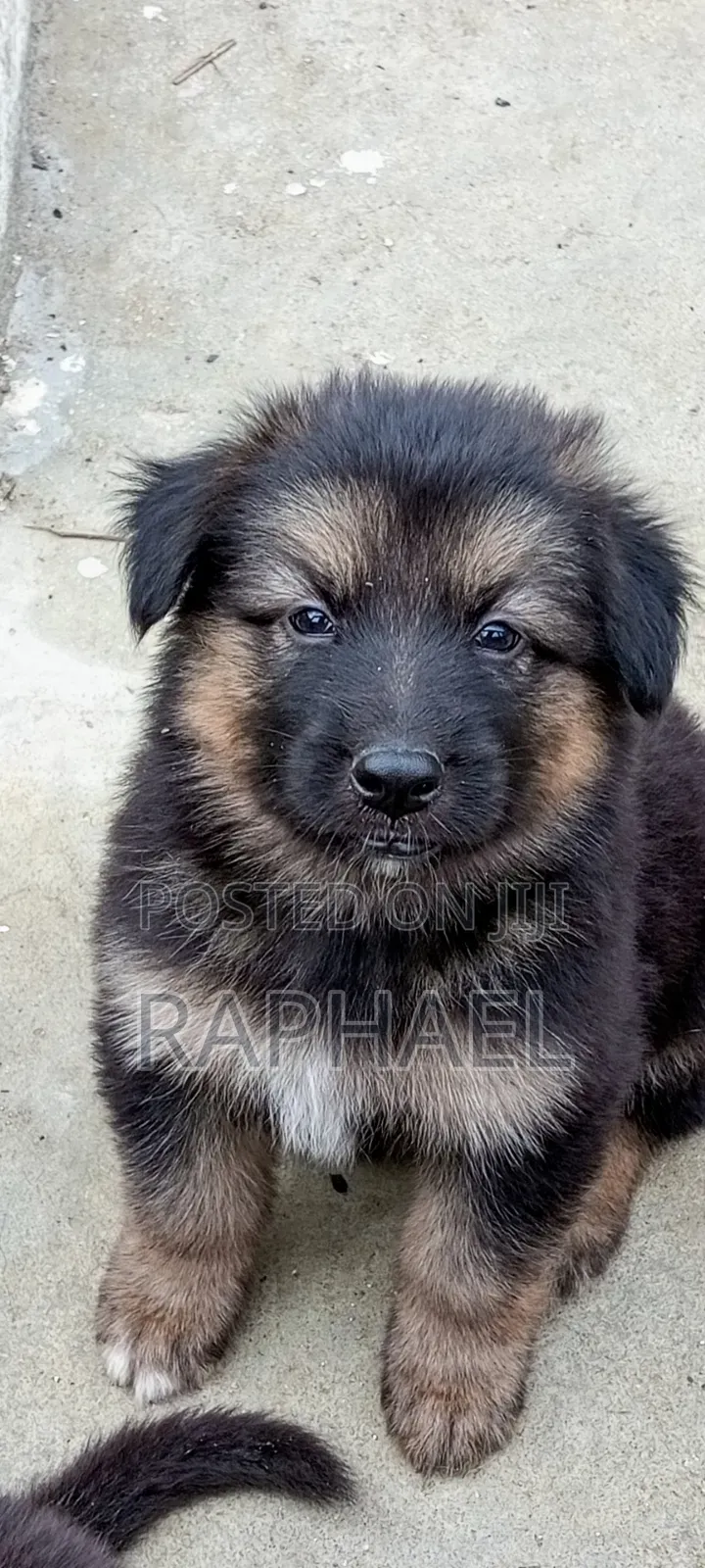 1-3 months Male Purebred German Shepherd