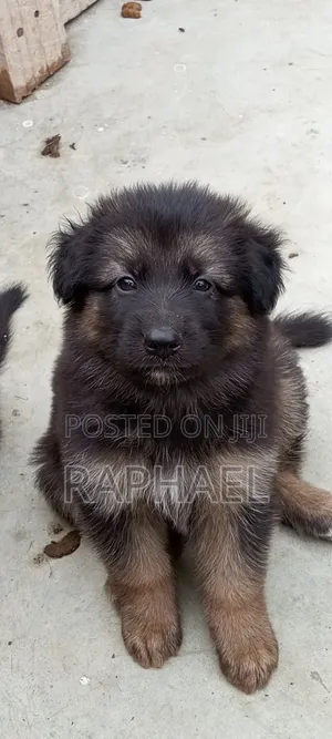 1-3 months Male Purebred German Shepherd