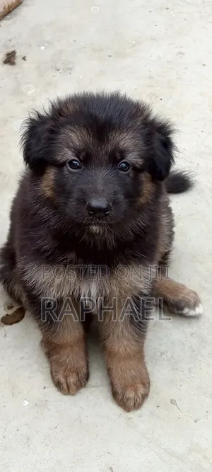 1-3 months Male Purebred German Shepherd