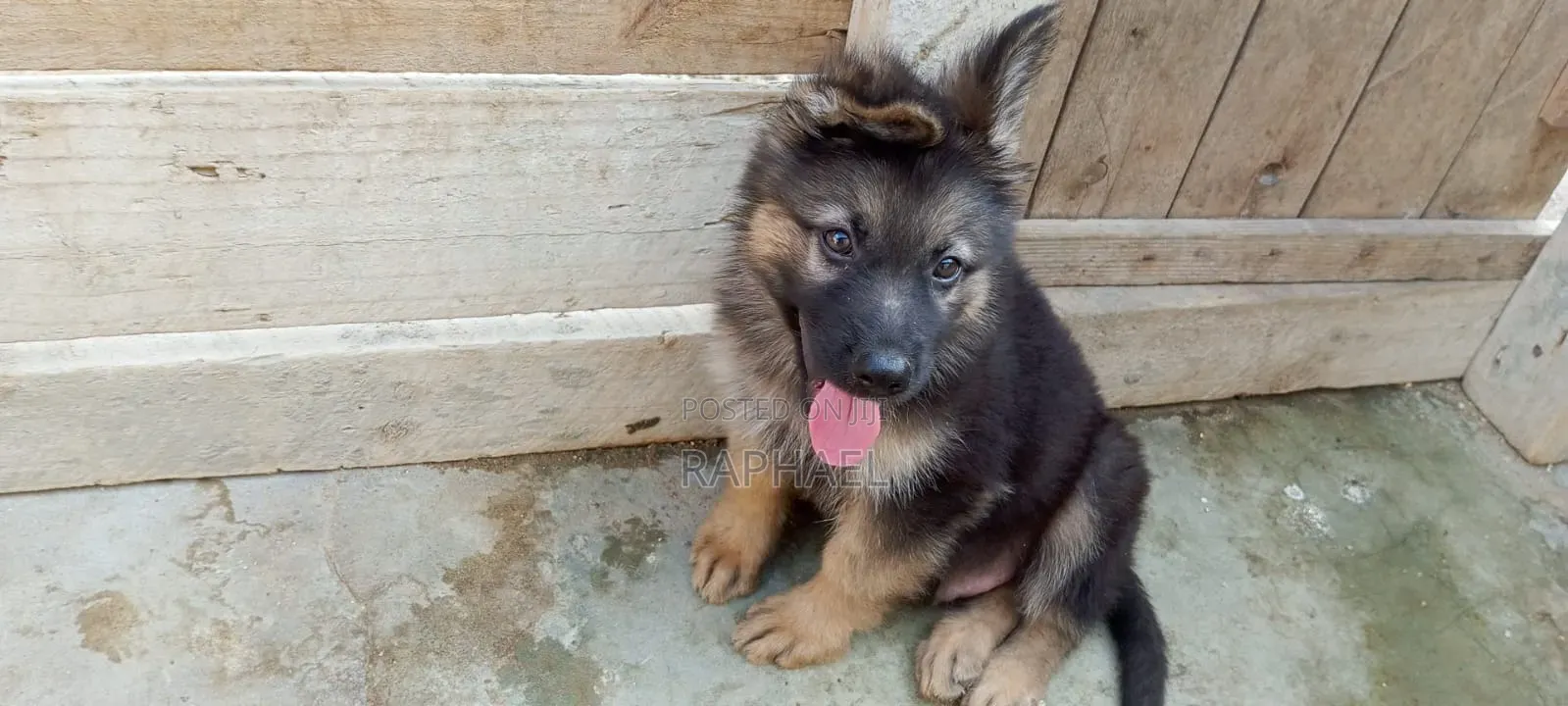 1-3 months Male Purebred German Shepherd