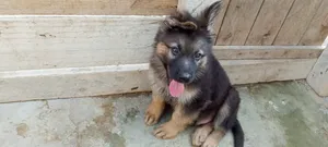 1-3 months Male Purebred German Shepherd