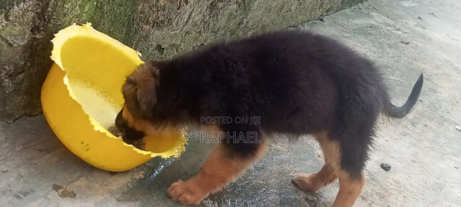 1-3 months Male Purebred German Shepherd