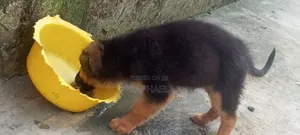 1-3 months Male Purebred German Shepherd