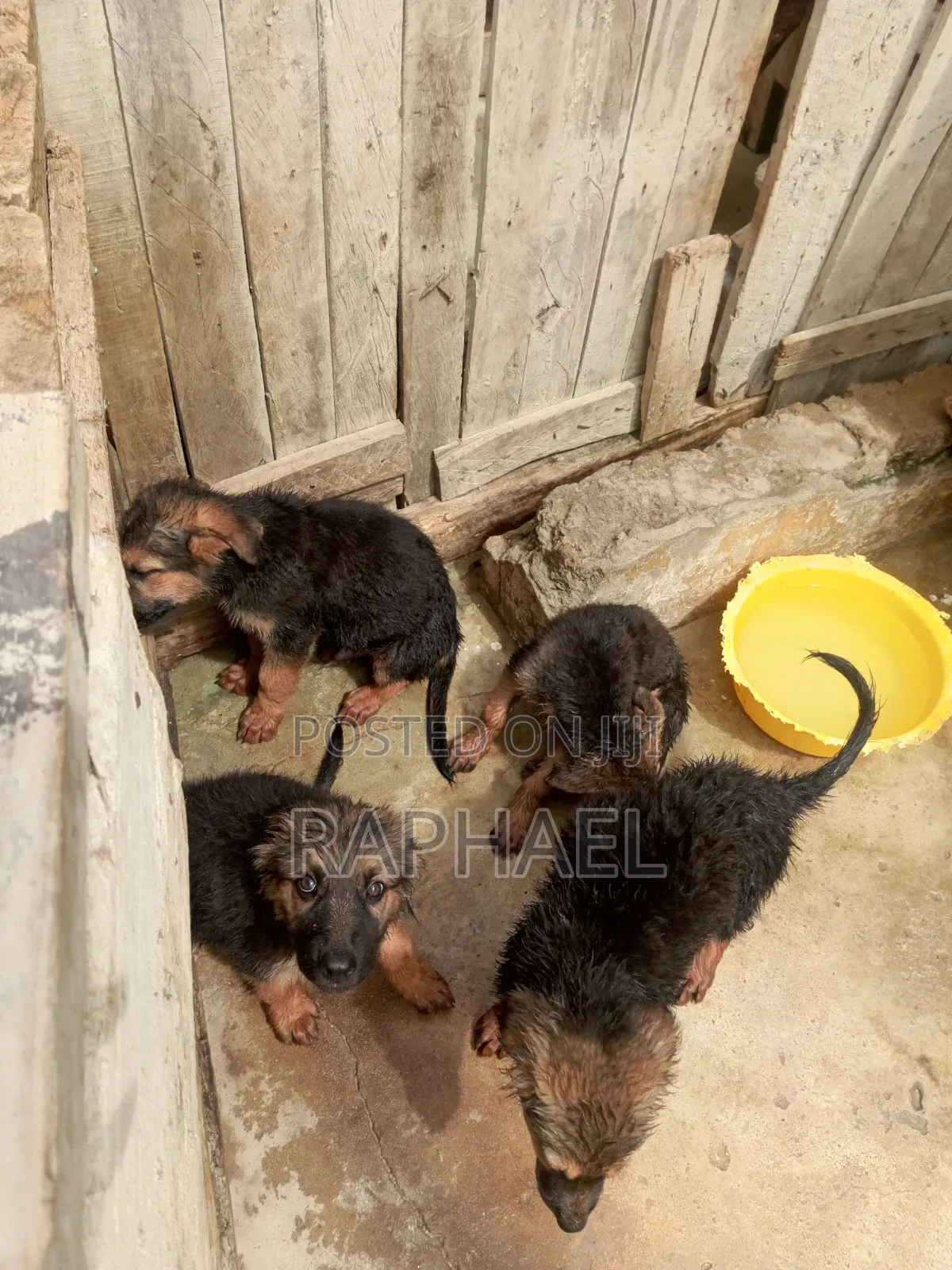 1-3 months Male Purebred German Shepherd