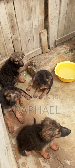 1-3 months Male Purebred German Shepherd
