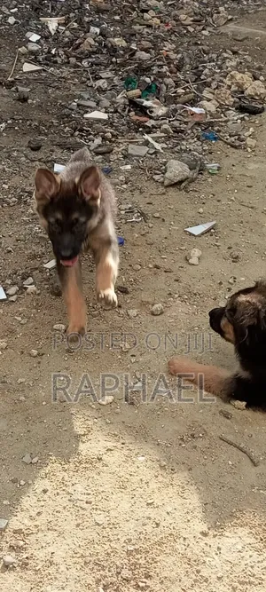 1-3 months Male Purebred German Shepherd
