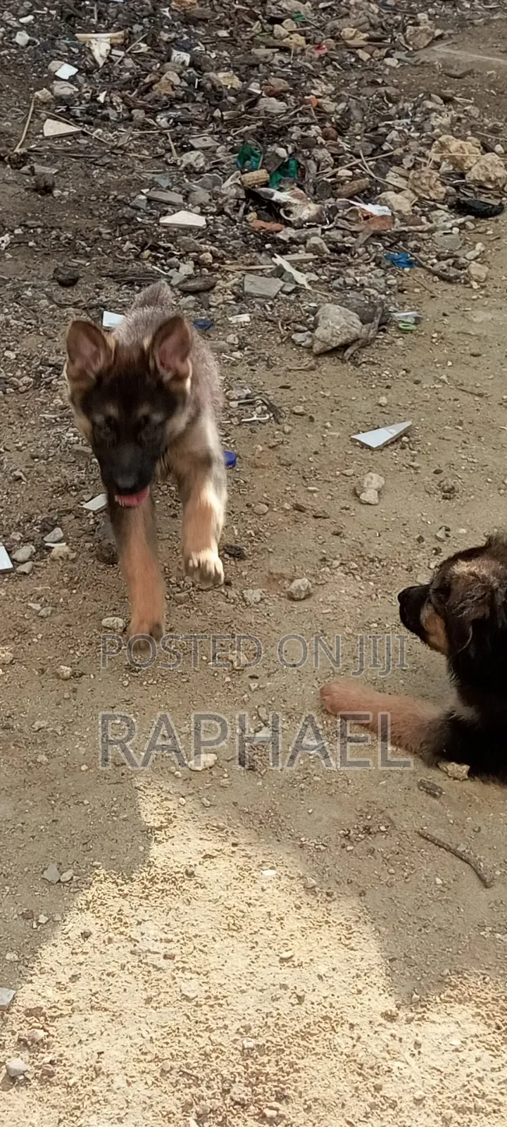 1-3 months Male Purebred German Shepherd