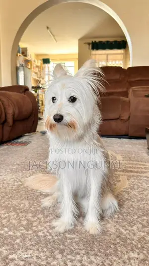 6-12 months Female Purebred Maltese