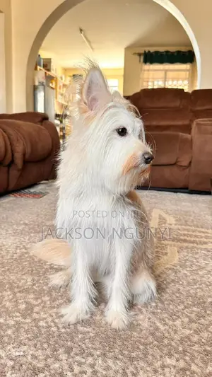 6-12 months Female Purebred Maltese